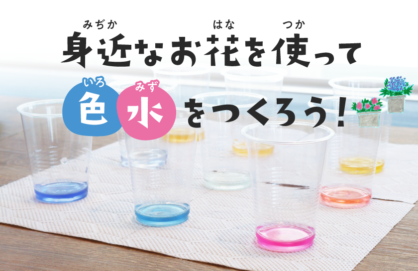 【自由研究】おうちで簡単にできる！お花の色水あそび