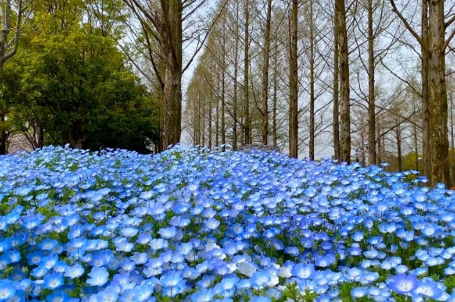 知られざる植物たちの楽園 ～OSAKAの季節散歩～